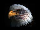eagle-eye-american-flag.jpg