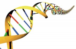 dna_genetica