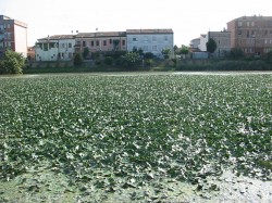 darsena 2009 002