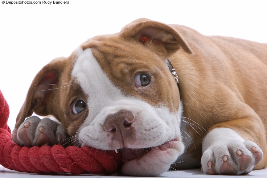 cagnolino