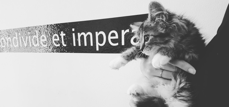 sansone gatto condivide et impera