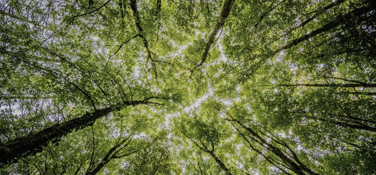 L’importanza dei contenuti evergreen