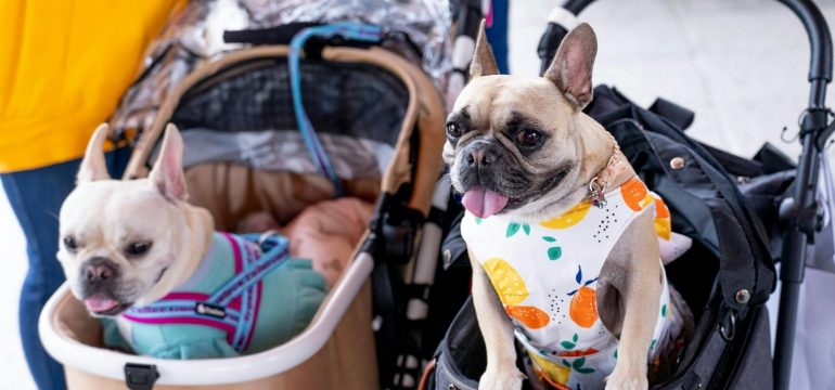 Circhi domestici per la smania di like